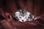 young British Shorthair Kitten