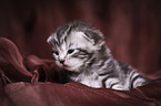 young British Shorthair Kitten