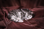 young British Shorthair Kitten