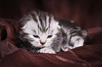 young British Shorthair Kitten