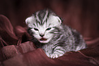 young British Shorthair Kitten