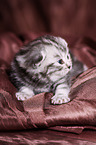 young British Shorthair Kitten