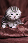 young British Shorthair Kitten