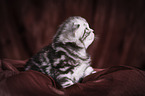 young British Shorthair Kitten