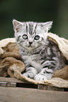 British Shorthair Kitten