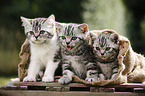 3 British Shorthair Kitten