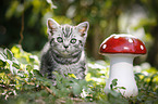 British Shorthair Kitten