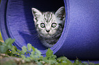 British Shorthair Kitten