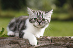 British Shorthair Kitten