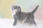 British Shorthair Kitten