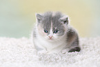 British Shorthair Kitten