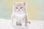 British Shorthair Kitten