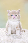 British Shorthair Kitten