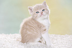 British Shorthair Kitten