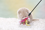 British Shorthair Kitten