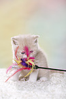 British Shorthair Kitten