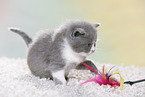 British Shorthair Kitten