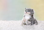 British Shorthair Kitten