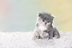 British Shorthair Kitten