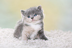 British Shorthair Kitten