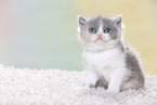 British Shorthair Kitten