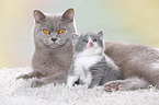 2 British Shorthair