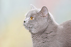 British Shorthair Portrait