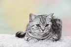 young British Shorthair