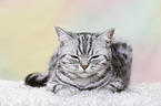 young British Shorthair