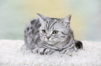 young British Shorthair