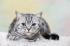 young British Shorthair