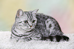 young British Shorthair