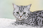 young British Shorthair