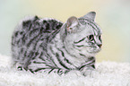 young British Shorthair