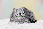 young British Shorthair