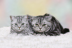 2 British Shorthair