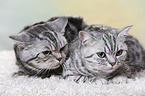 2 British Shorthair