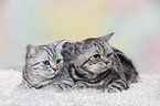 2 British Shorthair