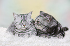 2 British Shorthair