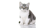young British Shorthair