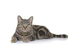 young British Shorthair