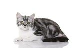 young British Shorthair