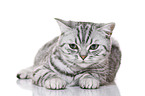 young British Shorthair