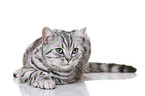 young British Shorthair