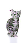 young British Shorthair