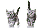 young British Shorthair