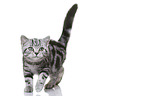 young British Shorthair