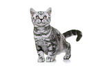 young British Shorthair