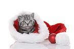 young British Shorthair