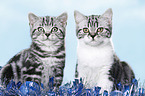 2 British Shorthair